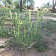 Hordeum leporinum plant1 Macleay
