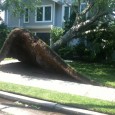 fake yard