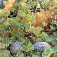 cantaloupe garden
